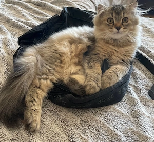 Zuckersüße langhaarige Katze bereit zum Auszug