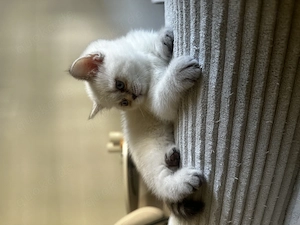 Bkh kitten lilac white