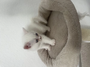 Bkh kitten white