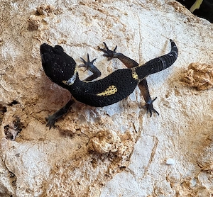 leopardgeckos ENZ 26 
