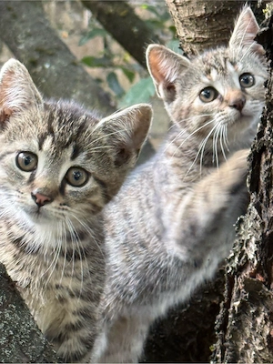 Katzen suchen liebevolles Zuhause