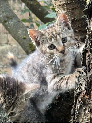 katze in liebevolle Hände abzugen