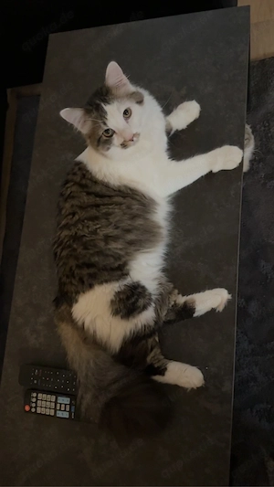 perser kater