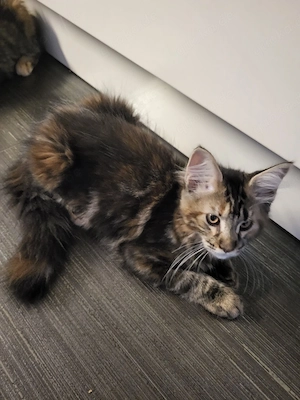 Kitten von xxl Coonis und Champions in der Abstammung 