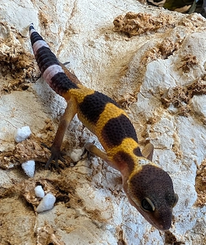 leopardgeckos ENZ 26 
