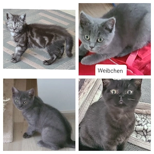 Reinrassige BKH 4 Kätzchen 