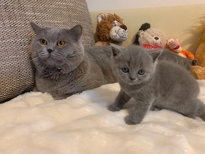 BKH kitten katze