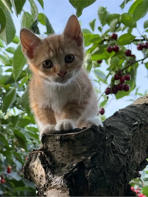kater in liebevolle Hände abzugeben 
