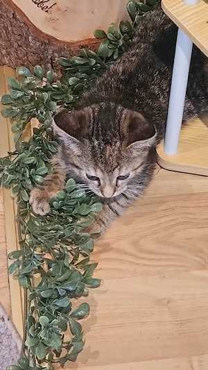 Katzenbabys Kitten