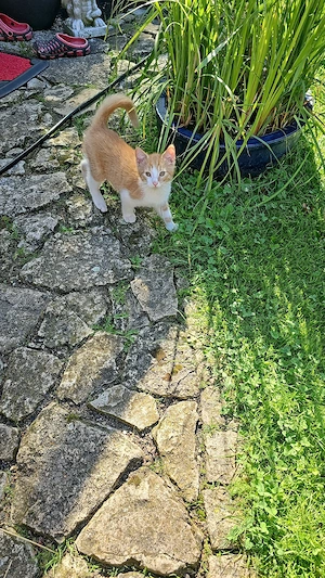 Katzenbabys Kitten
