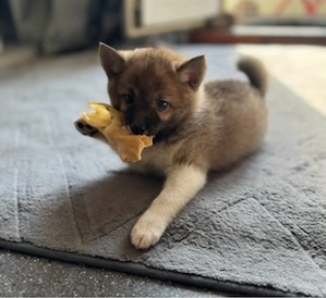 Exklusive Shibapoms   Pomsky x Shiba Inu Mädchen suchen liebevolle Familien