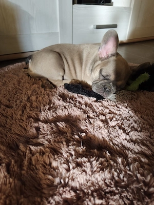 Französische Bulldogge Welpen abzugeben 