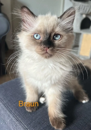 Süsse BKH Heilige Birma Kitten