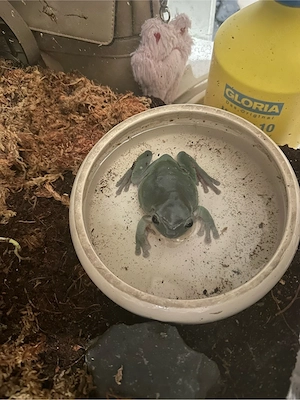 Korallfinger Laubfrosch und Terrarium