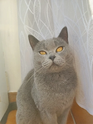 Katzen zum Abgeben 