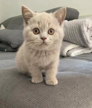 Liebevolle BKH Kitten suchen ab sofort ein neues Zuhause 