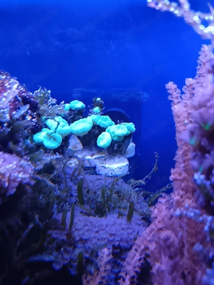 Caulastrea Koralle Meerwasser