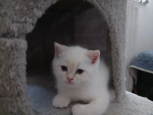 bkh Kitten 