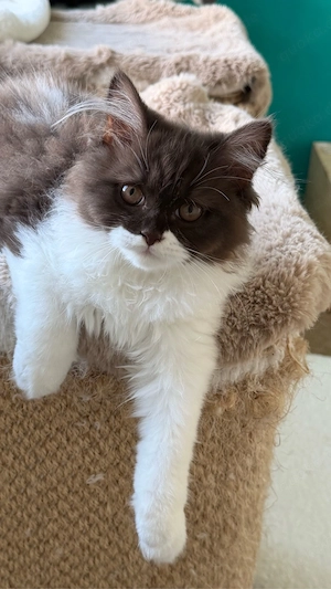 BLH BKH kitten