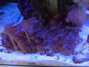 Alien Explosion