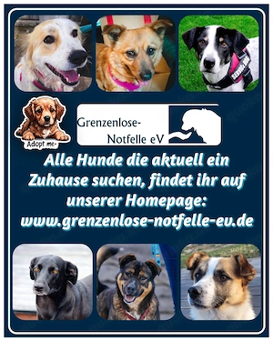Goldige Melba sucht ihr eigenes Körbchen Bild 10