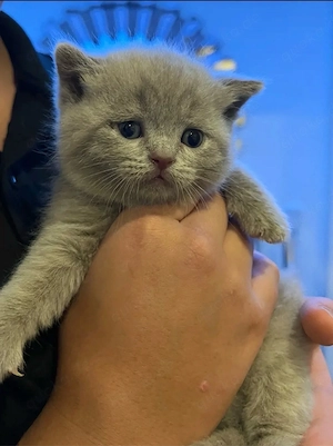 BKH Kitten 