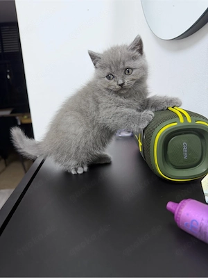 Bkh kitten 