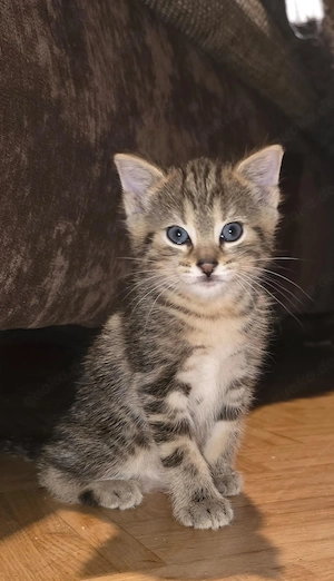 Baby Katze  Kater