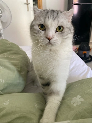 kater suchst eine neues Haus