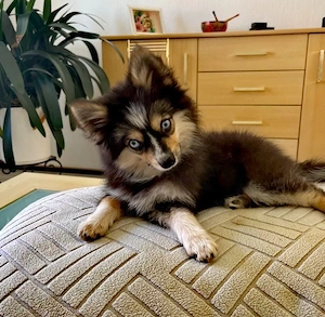 Pomsky Welpen