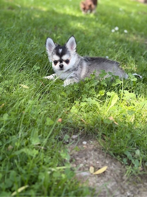 Reinrassige Chihuahua