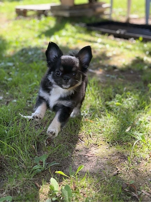 Reinrassiges  Chihuahua Mädchen 