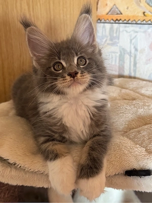 Reinrassiger Maine Coon Kater in der Farbe Blau mit Stammbaum