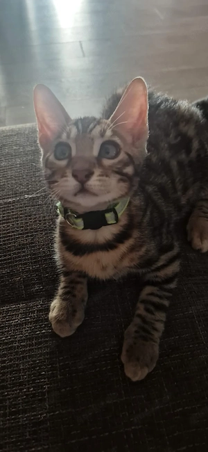 Süsse Bengal-Kitten 