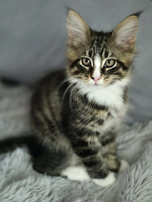Maine Coon Norweger  Mixe