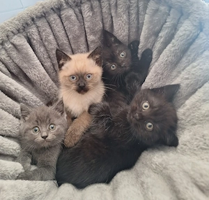Siam BKH Mix Kitten