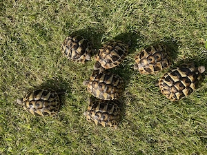 Griechische Landschildkröten
