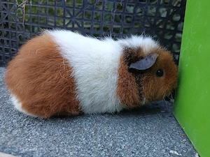 US Teddy Weibchen 