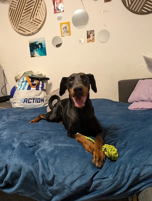 Dobermann 