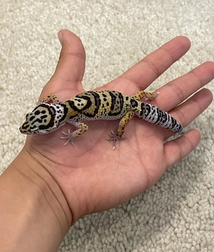 0.1 Mac Snow Leopardgecko (eublefaris macularius) Gutes Haustier! ( auch für Kinder geeignet)