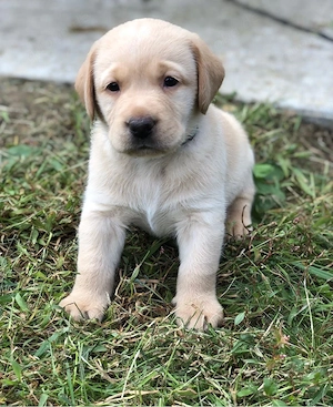 Labrador Retriever Welpen   7 Rüden   12 Wochen alt   Sofort abgabebereit