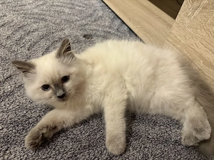 Baby Ragdoll kitten 