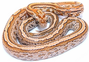 1,0 Kastanie Tessera het. Striped Kornnatter 
