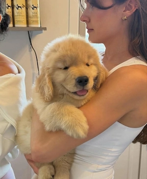    Wunderschöner Golden-Retriever-Welpe sucht ein liebevolles Zuhause