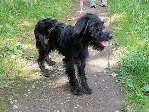 süße kleinbleibende Schnauzer Mix Welpen Hündin "Dana" sucht eine Familie