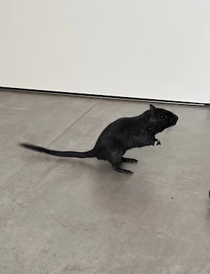 Mongolische Wüstenrennmaus Weibchen schwarz