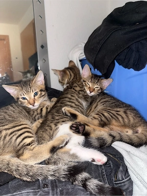 babykatze 