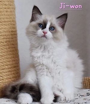 Ragdollkitten