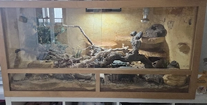 Leopardgecko Komplett Set