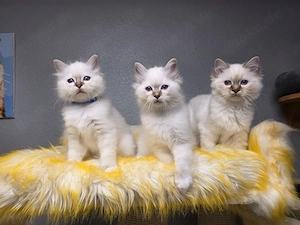 Reinrassige Heilige Birma Kitten Chocolate Tabby Point